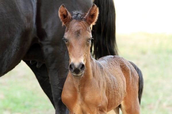 Bay Colt
Mt Tawonga Tarraji X Mt Tawonga Monique
29/03/22