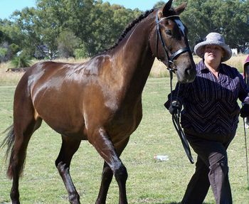 MCM Metallica 2005 Friesian X gelding. (Colonel Wicked X Little Miss) Tally and Jaana at the Western Australia State Dilute Championships. Numerous placings on the day. Jaana is very impressed with her new horse. Tally lives in WA.