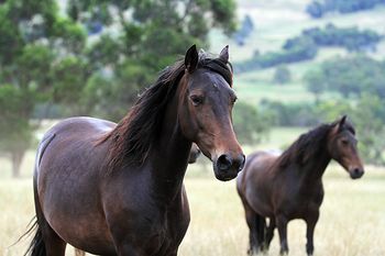 MCM Louisiana (2012) Bay Morgan filly out of Mt Tawonga Louise.more.........