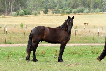 2010 - MCM Yanos by Eitsje (Friesian) sold