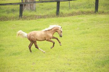 MCM Chanel (2014) Morgan filly MEMC Tequila Cuervo X MCM Helena. A beautiful filly inside and out, quite a charactor in fact. Chanel now lives in Northern Sydney