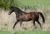 Mt Tawonga Louise (2000). Marvelous Encore X Mt Tawonga Linda. Brown Pure Bred Morgan mare purchased from Mt Tawonga stud in October 2009. more........