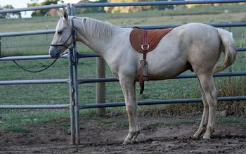 MCM Idol (2008) Palomino part bred gelding out of Wyben Hidden Secret. more........