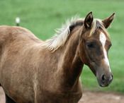 2010 - MCM Helena Palomino Morgan filly by Baptiste Levis Strauss. Retained by MCM.