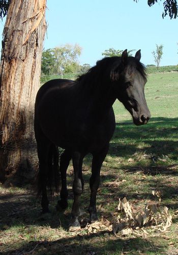 MCM Rikkart 2007 Moriesian gelding. (Red Bluff Mesmeric X Yldau). "He is just a darling who charms everyone who meets him – Mr Personality & curious about everything." Maryanne, April 2010. Rikkart resides in VIC.