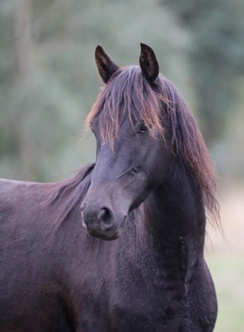 MCM Leonardo (2017) Morgan gelding. Mt Tawonga Tarraji X MCM Crown Jewel. Now living with Heather in Yackandandah Vic.