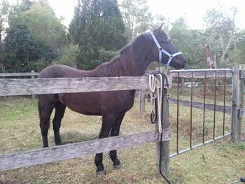MCM Sir Lancelot (2015) Morgan gelding. Mt Tawonga Tarraji X Mt Tawonga Louise.Lance has settled into his new home well. He lives in NSW