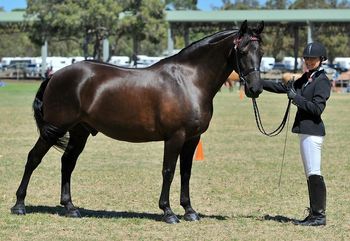 MCM Aandrik (2007) Black moriesian gelding out of Little Miss. more........