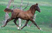 MCM Kendric. Red Bluff Mesmeric X Mt Tawonga Keep. Chestnut Morgan colt.