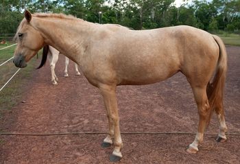 MCM Cameo 2006 Part Morgan mare. (Colonel Wicked X Mountain Crk Crown Jewel). Cameo has been recently started under saddle, and is going great. Jacque is very happy with her. Cameo lived in NT, and has now moved to Tasmania with Jacque.