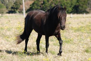 MCM Jindabyne (2012) Moriesian filly. Mt Tawonga Tarraji X Lady Coobydale. Gorgeous filly now living in Kiama with MCM Qwaid.