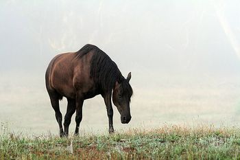 MCM Xarah (2011) Black Moriesian filly out of The Carrock Xylona. more.........