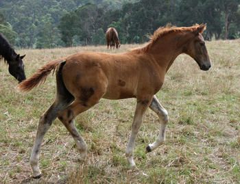 MCM Vavola (2010) Chestnut part bred gelding out of Eriestay Vivacious. more........