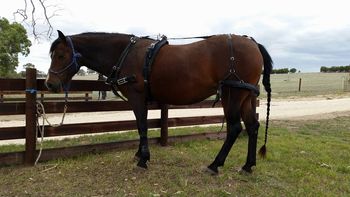 Mt Tawonga Cherokee (2012) Morgan filly. Mt Tawonga Tobey X Mt Tawonga Creek Mary. Cherokee now lives in SA with Deb, looks like she's going to do some harness. She has the perfect temperament for it.