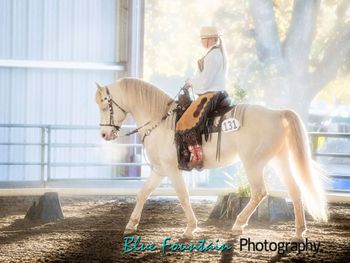 Ragtime Oro Blanco Perlino Morgan - USA..more........