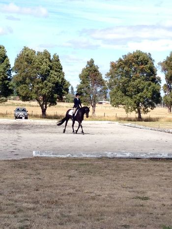 MCM Marquis 2009 Moriesian gelding Eitsje X Mt Tawonga Monique "Had to share with you.... Had our first ever dressage competition yesterday. Did two prep tests with a 71 and 69%! Won both classes! Very exciting day, Love him to bits!" Victoria February 2013 Marquis lives in Tasmania