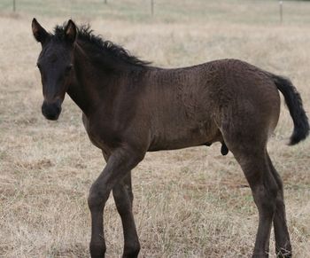 MCM Aandrik Red Bluff Mesmeric x Little Miss. Black Moriesian colt. Half brother to MCM Metallica, and MCM Hendrikx. more........