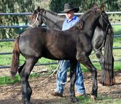Djeord of MCM. Remmelt X Lady Coobydale. Black Friesian gelding.