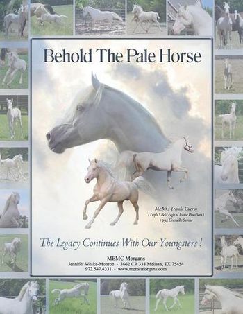 MEMC Tequila Cuervo (1994) Cremello Pure Bred Morgan Stallion. USA. more........