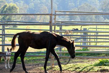 MCM Magician
Red Bluff Mesmeric X Mt Tawonga Magic.
Morgan gelding.