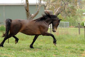 2012 - MCM Talise Moriesian filly by Mt Tawonga Tarraji.