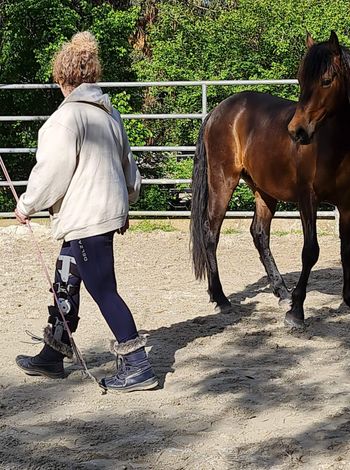 MCM Dakota (2017) Mt Tawonga Tarraji X Mt Tawonga Louise. Bay gelding. Now living with Sandi in Drysdale. Dakota will be used to promote Morgan horses and used in clinics