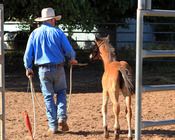 MCM Miah Red Bluff Mesmeric X Mt Tawonga Magic. Bay Morgan filly.