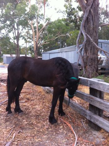 MCM Yanos (2010) Friesian X - Eitsje X Yldau.
''Such a good boy. He just amazes me more and more each day. He has the most lovely ground manners and tries so hard'. Kerrilee, Jan 2013 Yanos lives in Victoria.