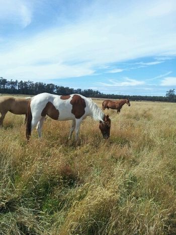 MCM Matilda 2010 Morgan filly Matilda is in the background. (Red Bluff Mesmeric X MCM Morgana Beau). Jacque reports that Matilda has settled in very well, and she's very happy with her. Matilda lives in Tasmania.
