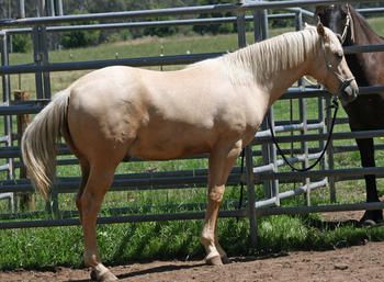 MCM Icon (2009) Palomino part bred gelding out of Wyben Hidden Secret. more........