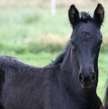 MCM Mystique Eitsje X Mt Tawonga Monique Black Moriesian filly, full sister to MCM Marquis.