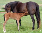 MCM Keirah Red Bluff Mesmeric X Mt Tawonga Keep. Bay Morgan Filly.