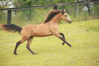 MCM Bewitched (2014) Morgan filly. MEMC Tequila Cuervo x Mt Tawonga Tabitha. This is the last filly from Tabitha. Bewitched now lives in Northern Sydney.