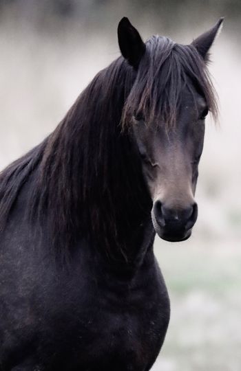MCM Indiana (2016) Mt Tawonga Tarraji X Mt Tawonga Louise. Morgan filly now living with Heather in Yackandandah Vic.