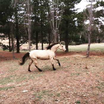 MCM Takara (2014) Morgan X filly. Mt Tawonga Tarraji X Wyben Hidden Secret. Takara now in her new home in NSW