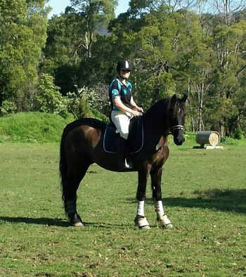 MCM Randolf 2008 Friesian X gelding. (Eitsje X Meisje). Kristy reports that Randolf has settled in well to his new home with her and the family, in VIC.