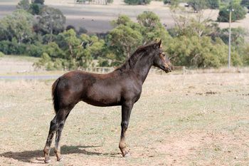 MCM Jindabyne
Mt Tawonga Tarraji X Lady Coobydale.
Moriesian filly.