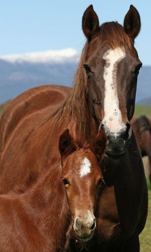 MCM Vermilion. Mt Tawonga Howqua X Ereistay Vivacious. Chestnut Part Bred Morgan filly.
