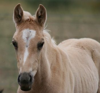 MCM Erica. Red Bluff Mesmeric x Wyben Hidden Secret. Palomino Part Bred Morgan filly. Half sister to MCM Bogong Jack, MCM Captain Moonlight, MCM Captain Starlight, & MCM Tranquillity. more........