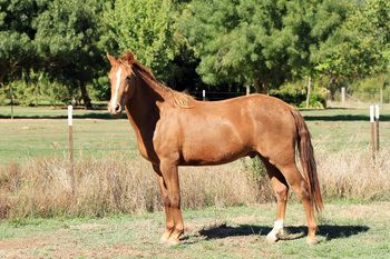 MCM Kerrigan (2010) Chestnut Morgan gelding out of Mt Tawonga Keep. more.........