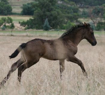 MCM Rikkart. Red Bluff Mesmeric x Yldau. Black Moriesian colt, half brother to MCM Anton, MCM Rembrandt, MCM Keesje, & MCM Izaac. more........