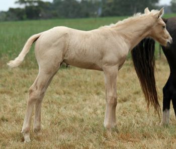 MCM Idol Red Bluff Mesmeric X Wyben Hidden Secret. Palomino Part Bred Morgan gelding.