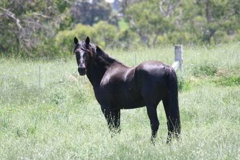 Mt Tawonga Monique (2001) Eibens Sterling X Lizotte Lil Bridget. Black Pure Bred Morgan. more........