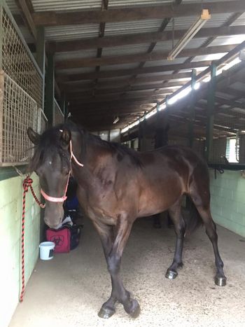 MCM Mr Williams (2014) Moriesian gelding.Ietsje from MCM X Mt Tawonga Monique. Williams now lives with his sister MCM Mystique in QLD