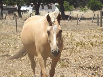 MCM Erica (2007) Palomino part bred morgan filly out of Wyben Hidden Secret. more........