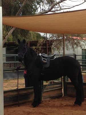 MCM Xeros 2009 Friesian X gelding. (Eitsje X The Carrock Xylona) Xeros is much appreciated by his new owner Jess in WA.