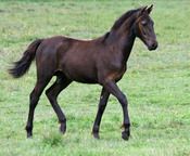 MCM Marquis. Eitsje X Mt Tawonga Monique. Black Moriesian gelding.