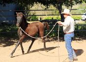 Winspear Invoke Night Mt Tawonga Tarraji X Mt Tawonga Louise Black Morgan colt.