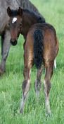 MCM Valia. Eitsje X Erieistay Vivacious. Bay Moriesian filly.