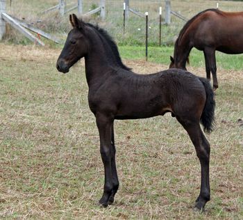 MCM Bente Eitsje X The Carrock Berrigan Black Friesian X gelding.